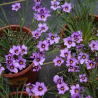 Sisyrinchium bellum 'Arroyo de la Cruz' - blue-eyed grass