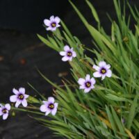 Sisyrinchium bellum 'Fort Bragg' - blue-eyed grass