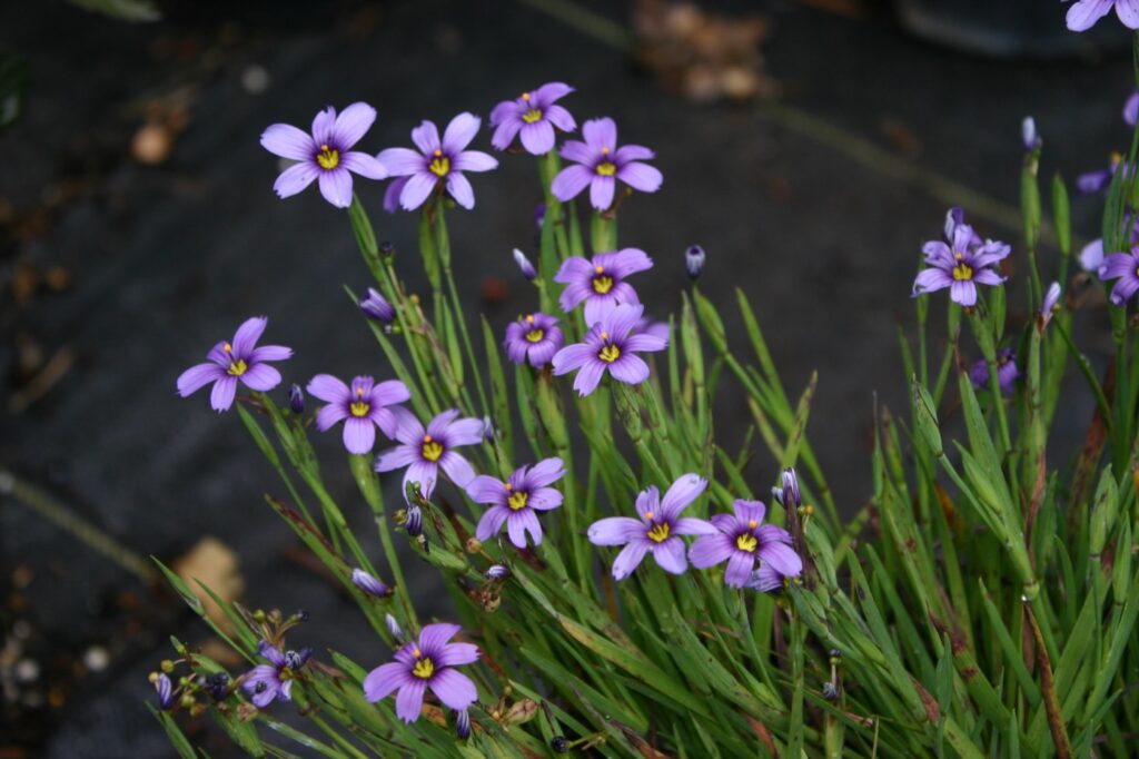 Sisyrinchium bellum 'Dwarf' - blue-eyed grass
