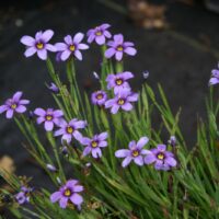 Sisyrinchium bellum 'Dwarf' - blue-eyed grass