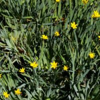 Sisyrinchium californicum - yellow-eyed grass