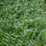Maianthemum (Smilacina) stellatum - slim false Solomon's seal