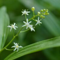 Maianthemum (Smilacina) stellatum