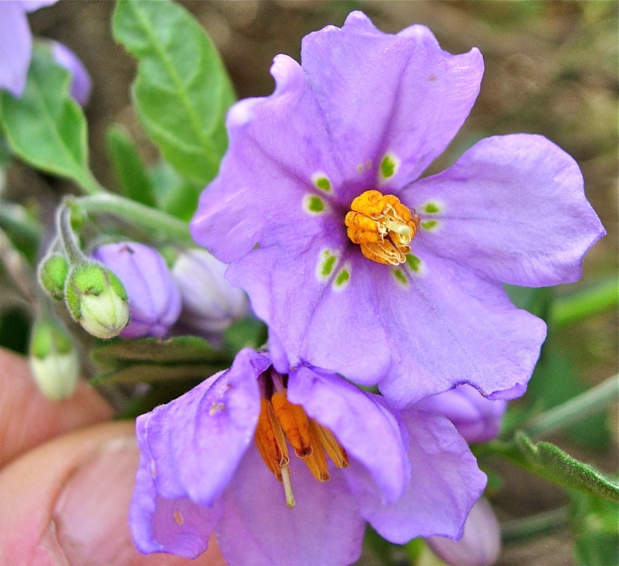 Solanum umbelliferum - blue witch