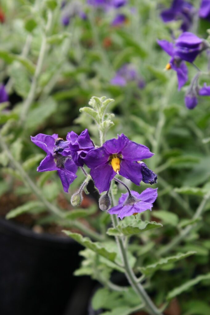 Solanum xanti 'Mountain Pride' - purple nightshade