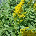 Solidago lepida v. salebrosa - western goldenrod