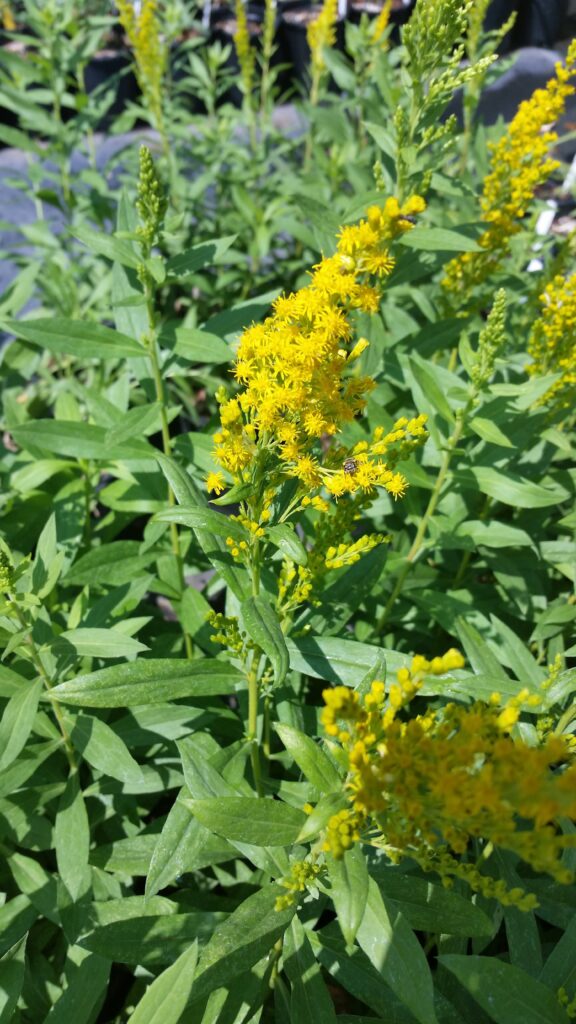 Solidago lepida v. salebrosa - western goldenrod