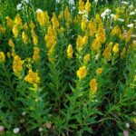 Solidago lepida v. salebrosa - western goldenrod