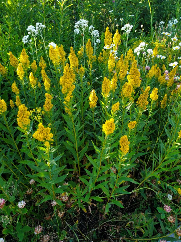 Solidago lepida v. salebrosa - western goldenrod