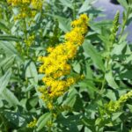 Solidago lepida v. salebrosa - western goldenrod