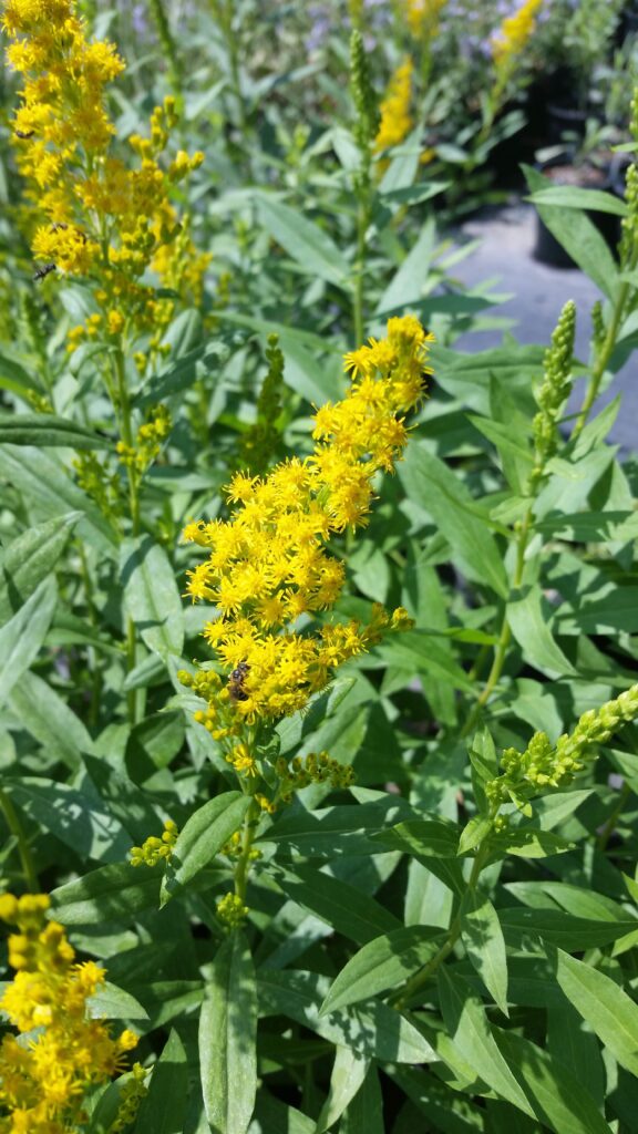 Solidago lepida v. salebrosa - western goldenrod