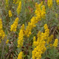 Solidago velutina ssp. californica - California goldenrod