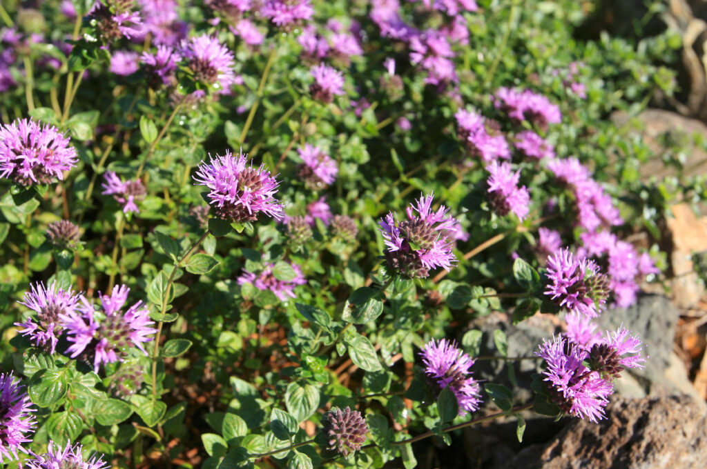 Monardella villosa 'Soulajule' - coyote mint