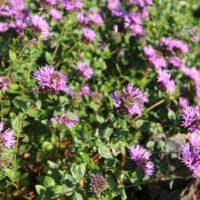 Monardella villosa ‘Soulajule’