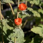 Sphaeralcea ambigua - apricot mallow