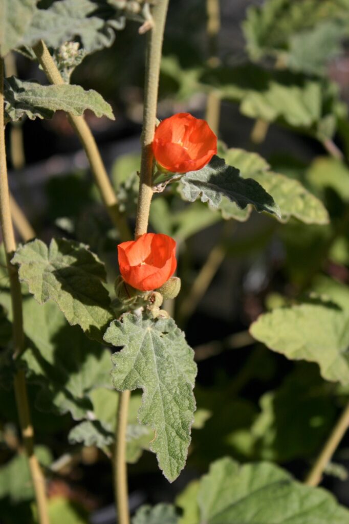 Sphaeralcea ambigua - apricot mallow