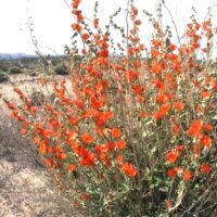 Sphaeralcea ambigua - apricot mallow