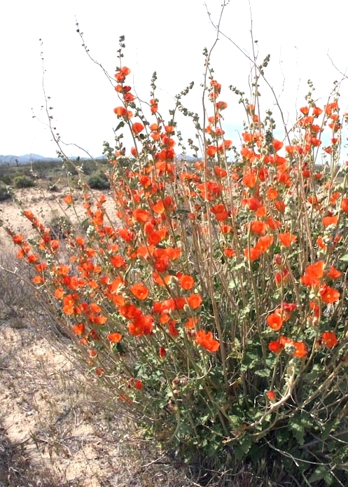 Sphaeralcea ambigua - apricot mallow