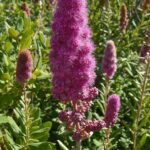 Spiraea douglasii - western spirea, rose spirea