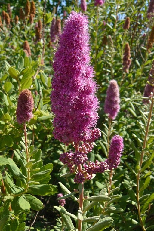 Spiraea douglasii - western spirea, rose spirea