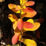 Spiraea douglasii - western spirea, rose spirea