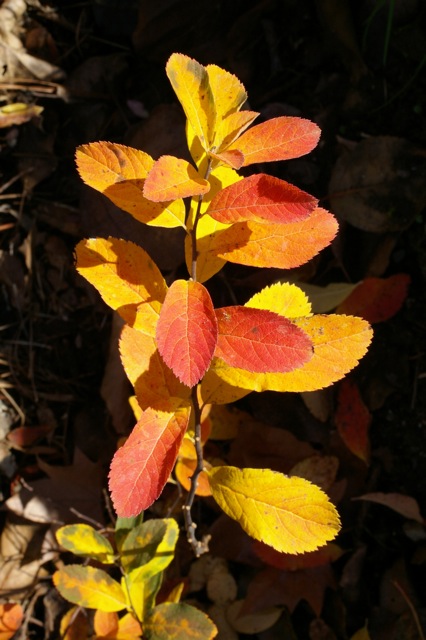 Spiraea douglasii - western spirea, rose spirea
