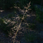 Sporobolus airoides - dropseed sacaton