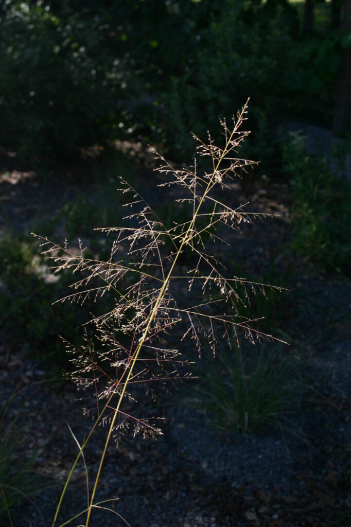 Sporobolus airoides - dropseed sacaton