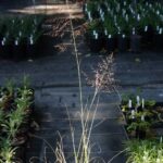 Sporobolus airoides - dropseed sacaton