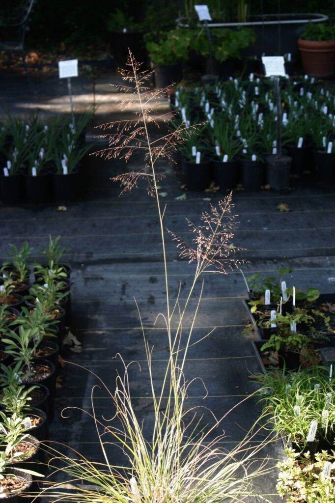 Sporobolus airoides - dropseed sacaton