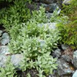 Stachys albens - hedgenettle