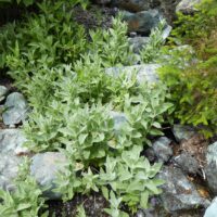Stachys albens - hedgenettle