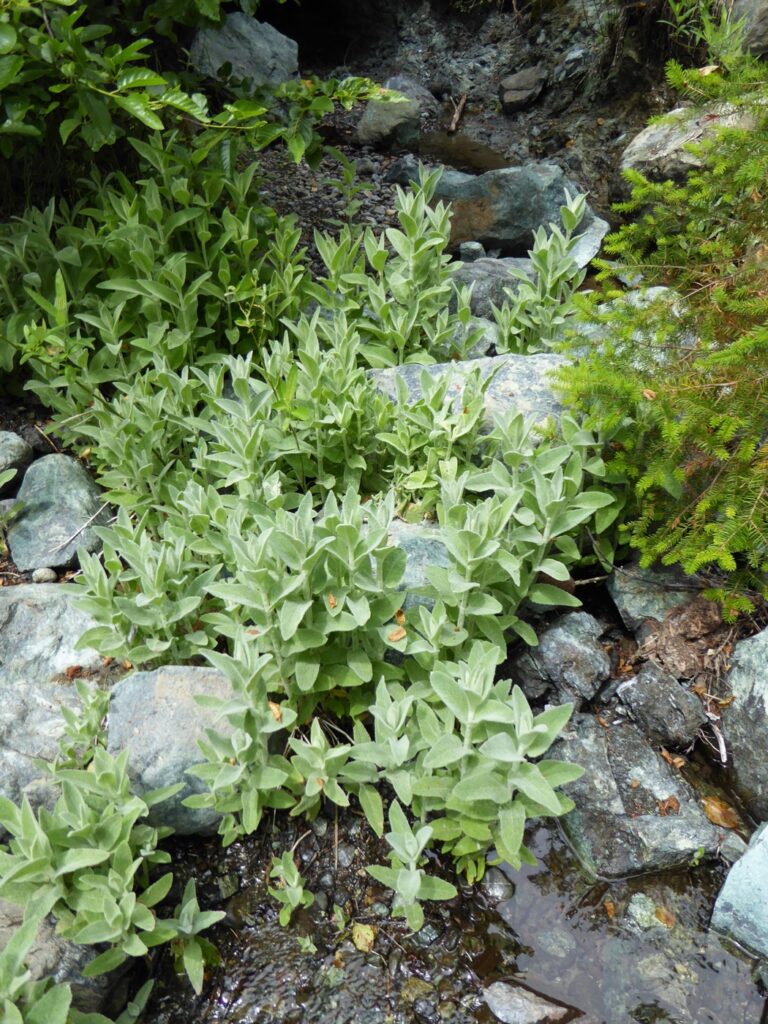 Stachys albens - hedgenettle