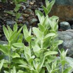 Stachys albens - hedgenettle