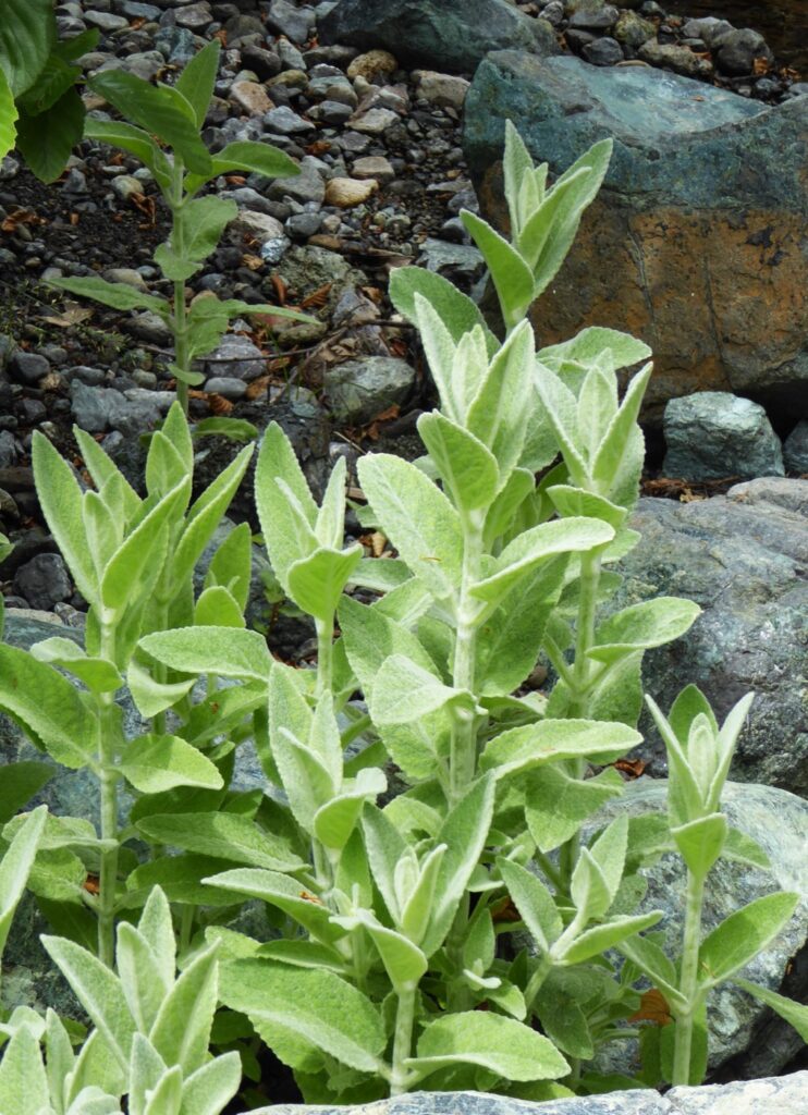 Stachys albens - hedgenettle