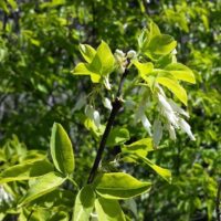 Staphylea bolanderi - bladdernut