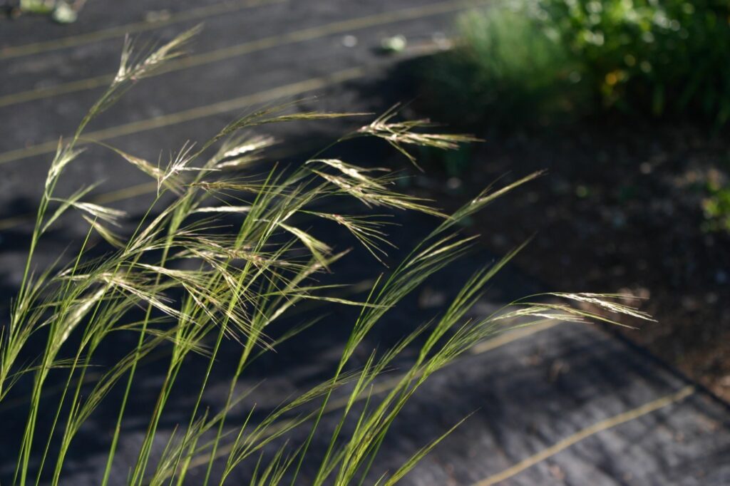 Stipa (Nassella) cernua - nodding needlegrass