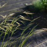 Stipa (Nassella) cernua - nodding needlegrass