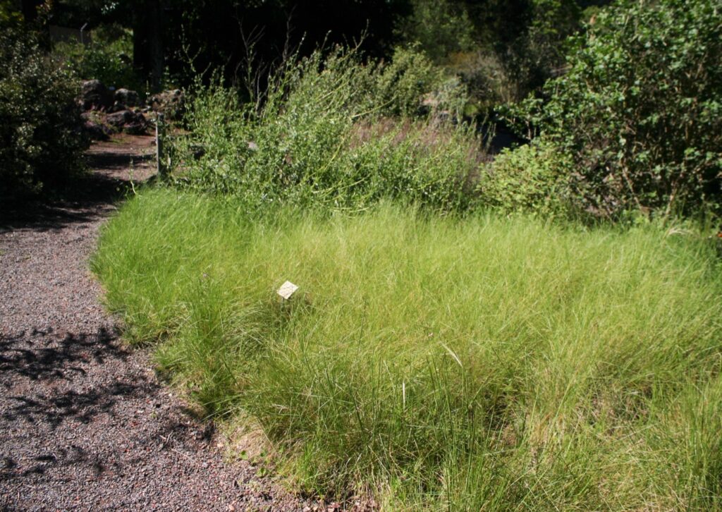 Stipa (Nassella) cernua - nodding needlegrass