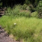 Stipa (Nassella) cernua - nodding needlegrass