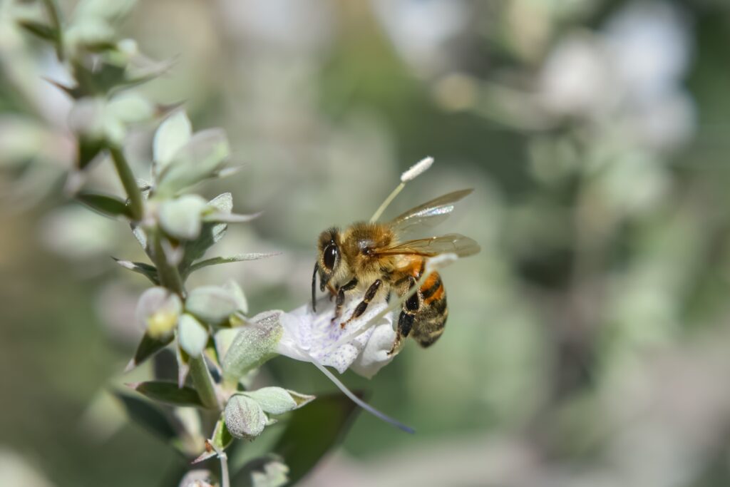 Salvia apiana - white sage