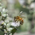 Salvia apiana - white sage