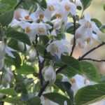 Styrax redivivus - snowdrop bush