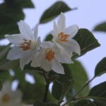 Styrax redivivus - snowdrop bush