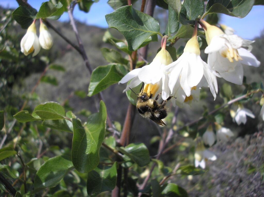Styrax redivivus - snowdrop bush