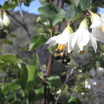 Styrax redivivus - snowdrop bush