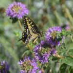 Monardella villosa ssp. franciscana 'Russian River' - coyote mint