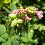 Symphoricarpos albus var. laevigatus 'Tilden Park' - snowberry