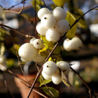 Symphoricarpos albus var. laevigatus ‘Bartlett Springs’
