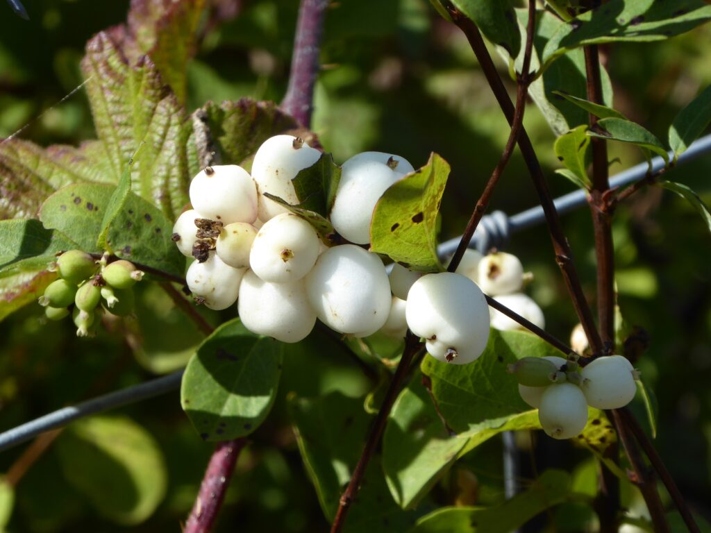 Symphoricarpos albus var. laevigatus - snowberry